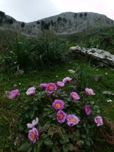 Un cespuglio di rose peonie con Montalbo sullo sfondo. L'escursione per ammirare uno dei fiori più belli della Sardegna, si può fare tra aprile e maggio